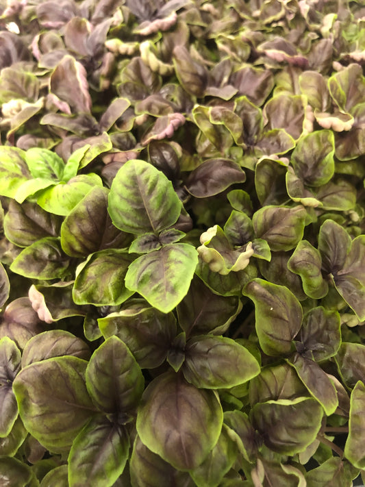 Red Rubin Basil