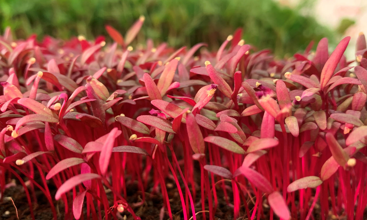 Red Garnet Amaranth