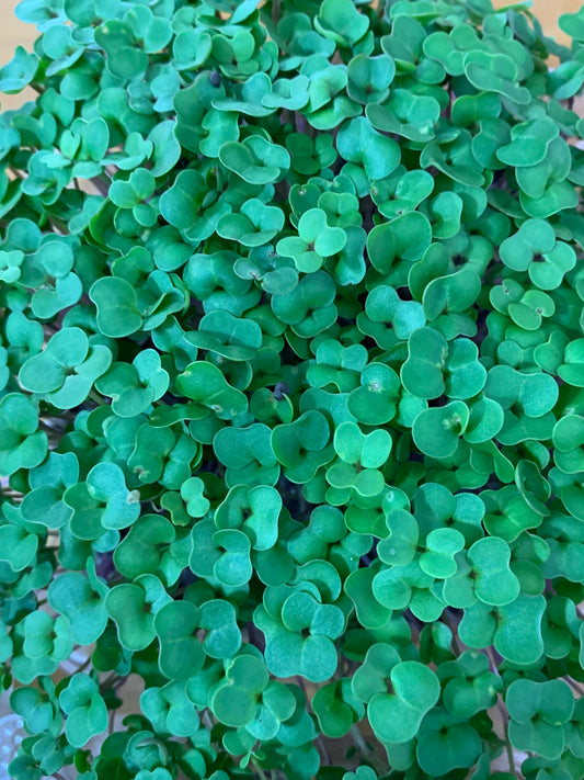 Dwarf Siberian Kale