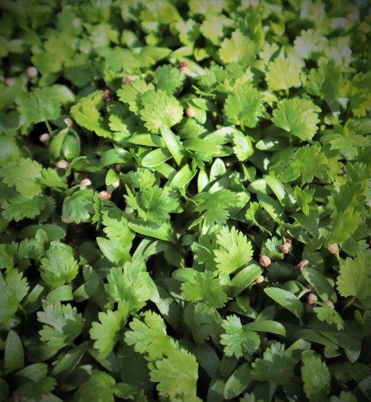 Leisure Split Cilantro